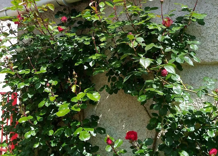 Le Refuge Du Drapeau Maison Avec 4 Proche Du Centre Historique